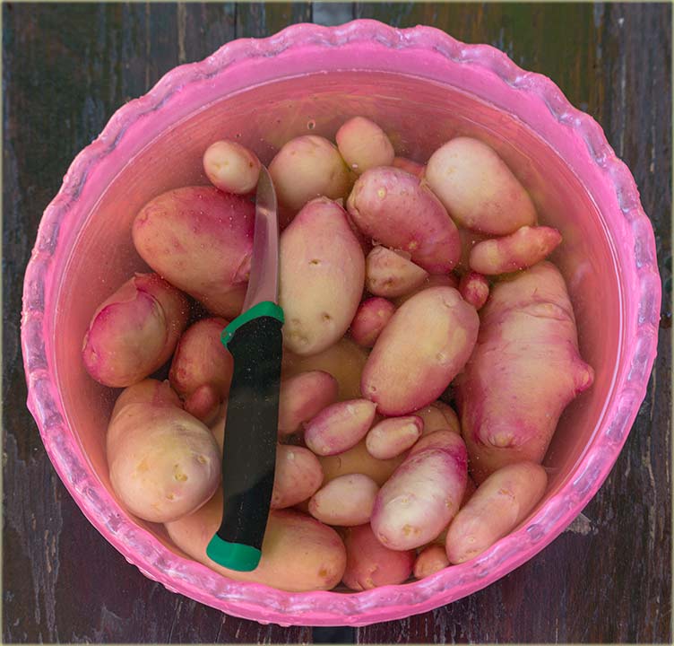 Jestel počeli da vadite, mlad kronpir izBašće ?