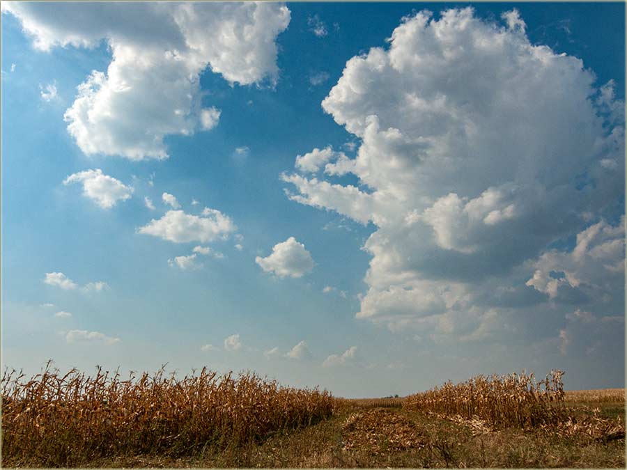 Ručno branje kakuruza...