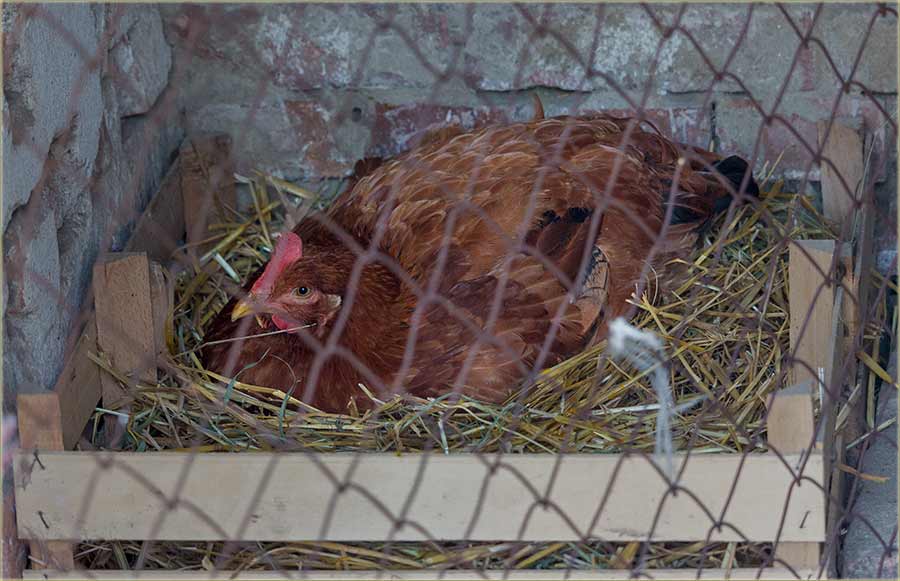 Eno je..., opet je naSadila kvočku !!!