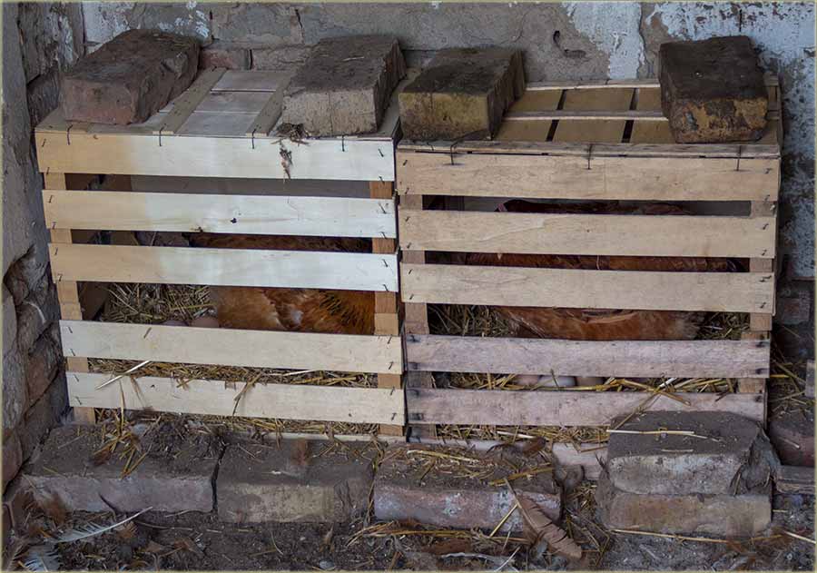 NaSadijo sam dve kvočke !!!