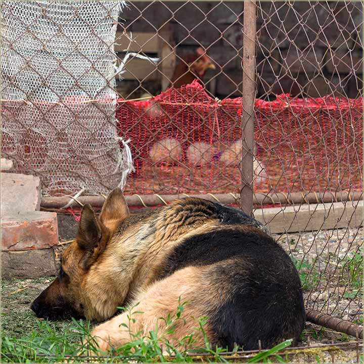 Jes da nije stado, al i Lara čuva !!!