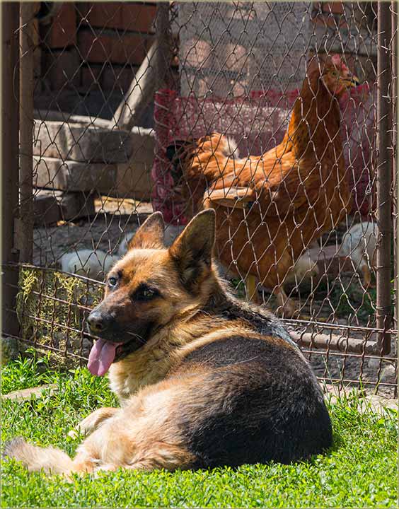Komšija..., tvoj ker je poDavijo moje kokoške !!!