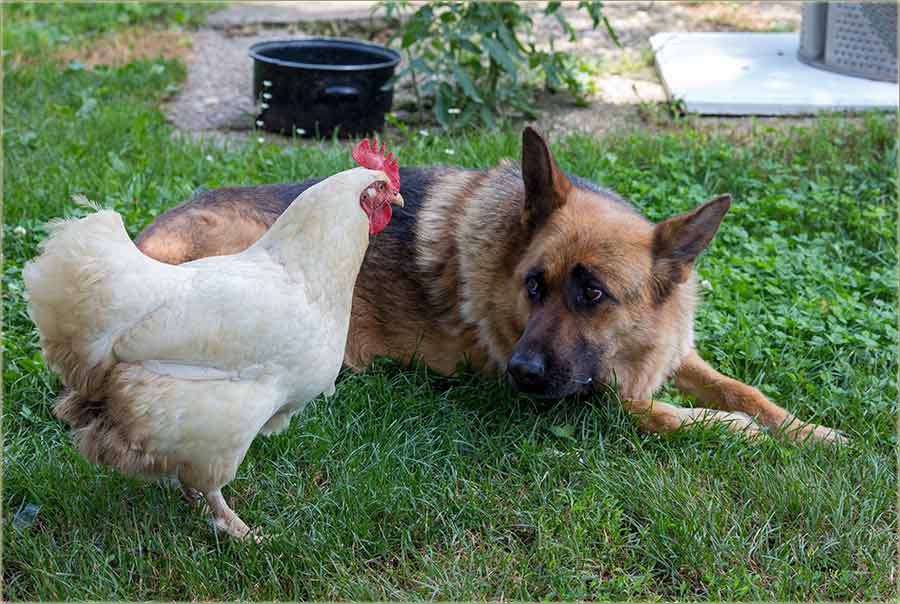 PriPretijo sam kokoški..., da mi neDira keru !!!