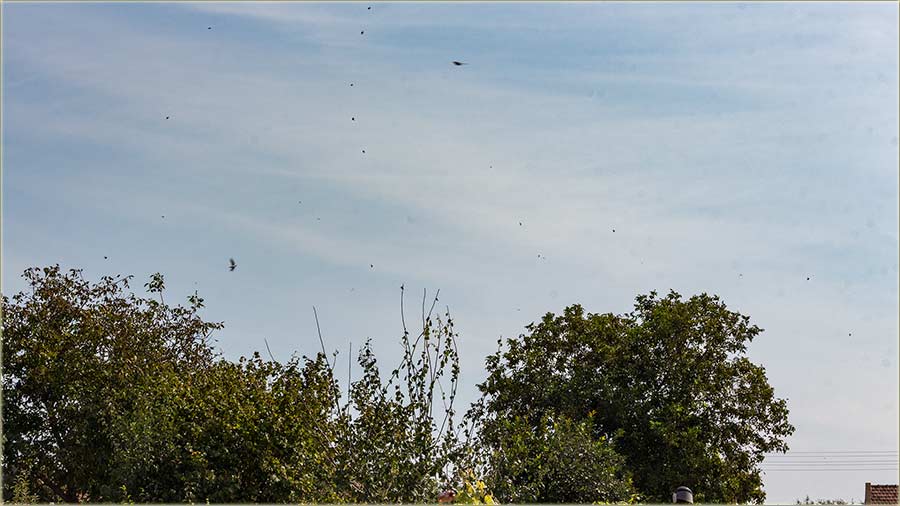I laste, a i vrabci zajedno uBašću ?!?