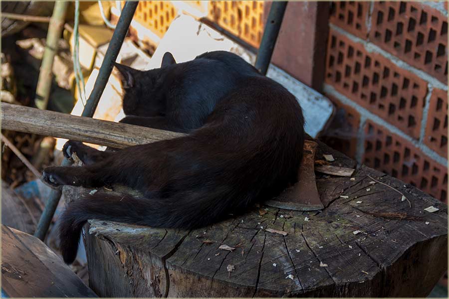 Ja bi da cepam drva za rakiju, a mačka spava !!!
