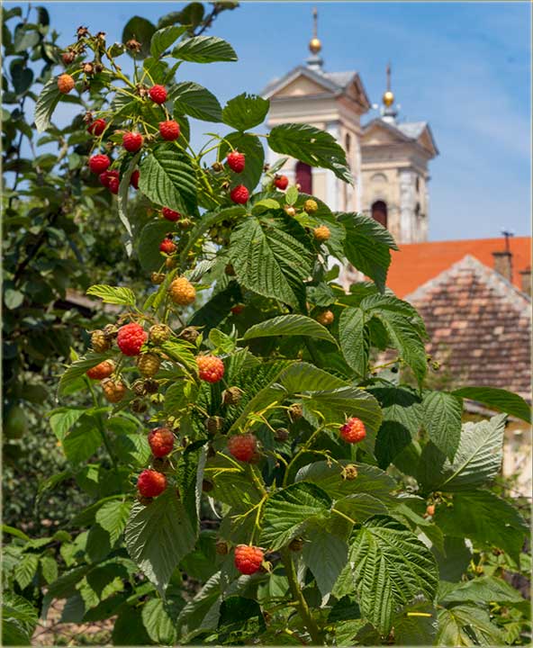 Znatel..., kad volem da jêm..., maline ?