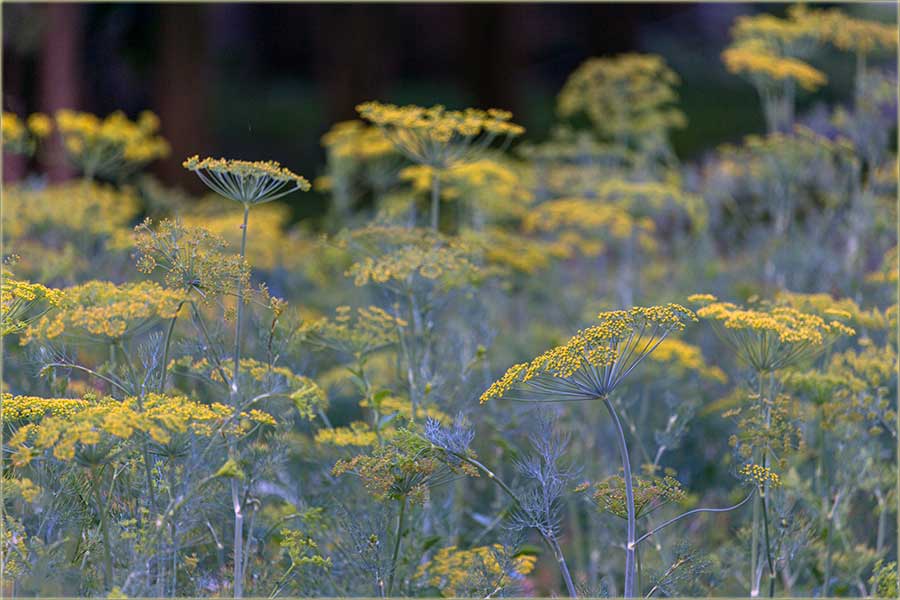 More..., mirođije...