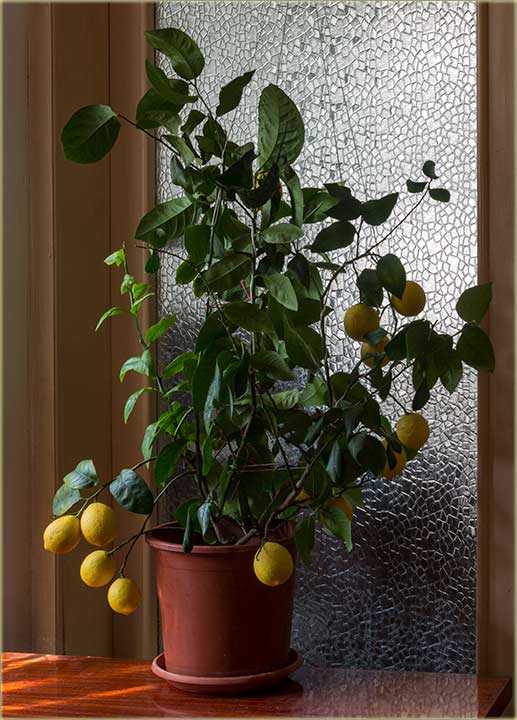 Di to cveta i zrî..., limun žut ?!?