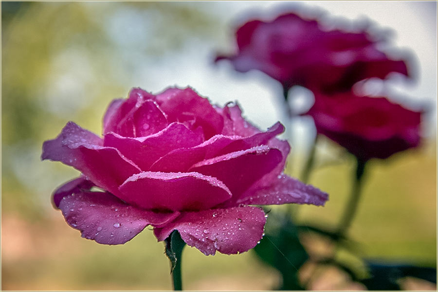 Srećan Osmi mart !!!