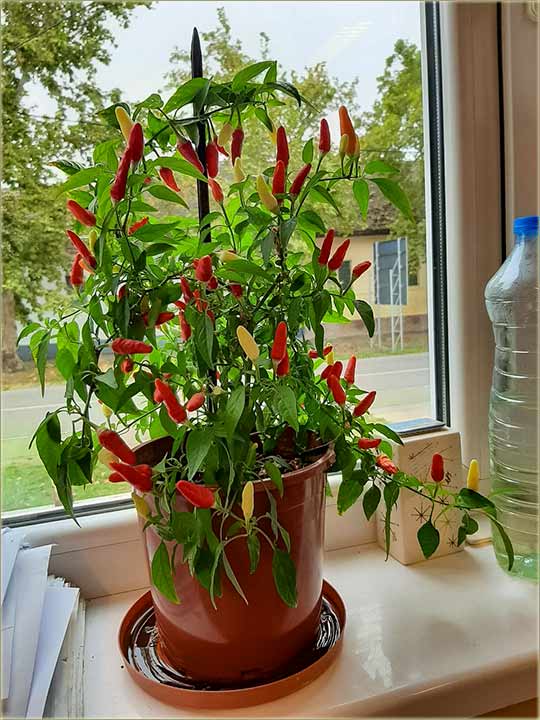 Papričice rodidu..., već tridest meseci !!!