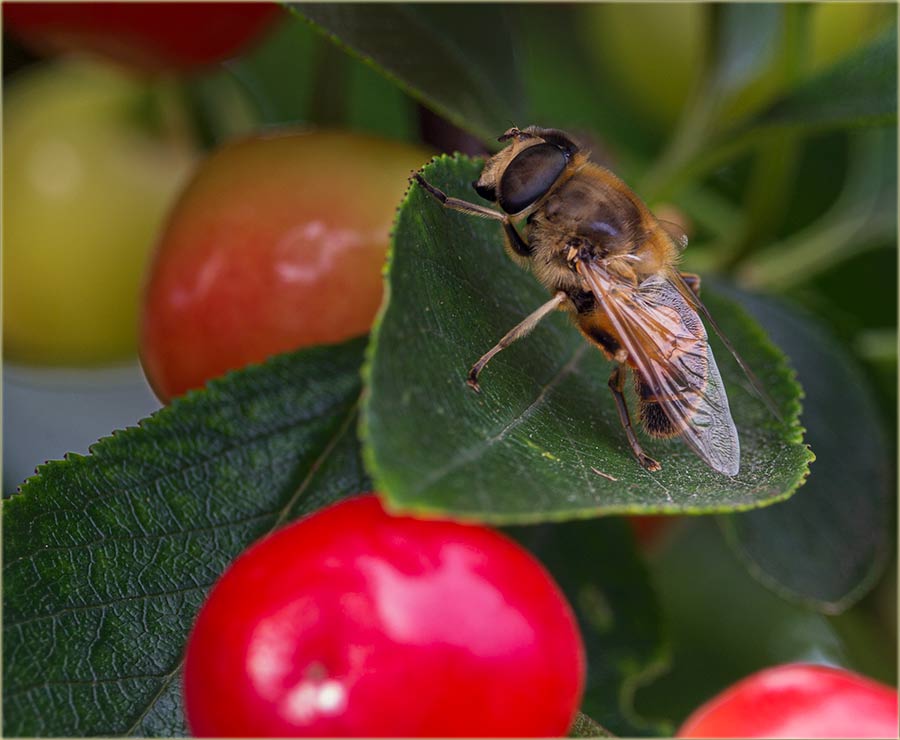 Zaprašivanje 07.06. ( petek ) - čuvajmo pčele !!!