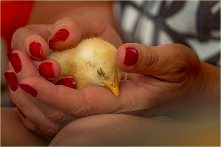 U cigurne, gazdaricine ruke...