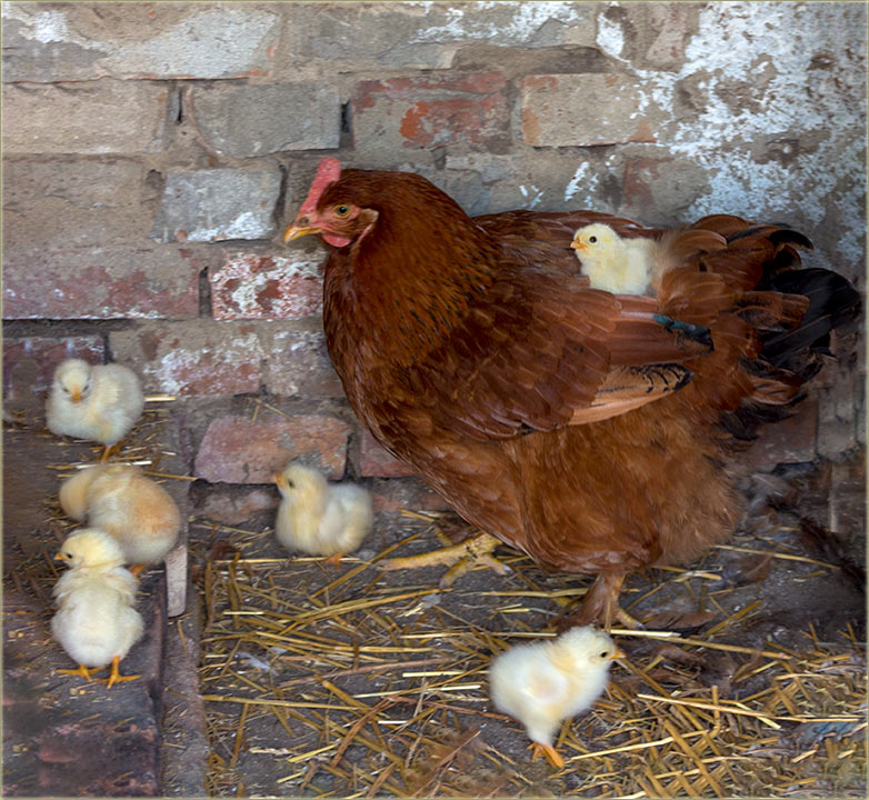 Skupljadu se, kav pilići oko... i na kvočku !?!