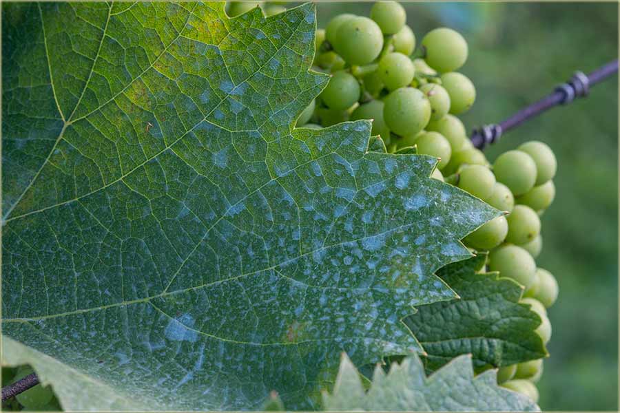 Ta ništa, brez plavog kamena II ...