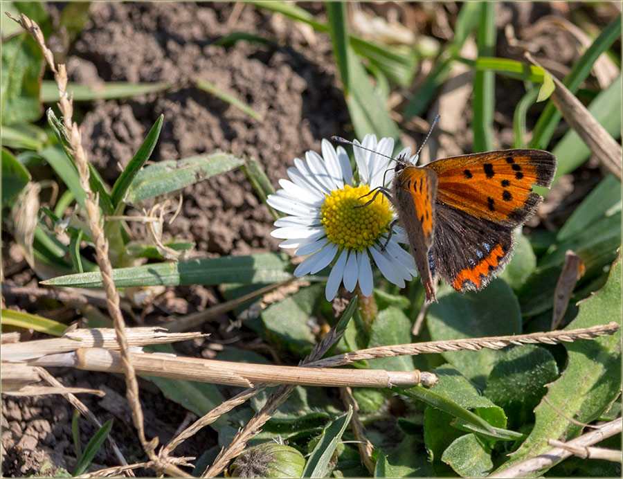 Gotavo je..., još samo da nam laste doLetidu...