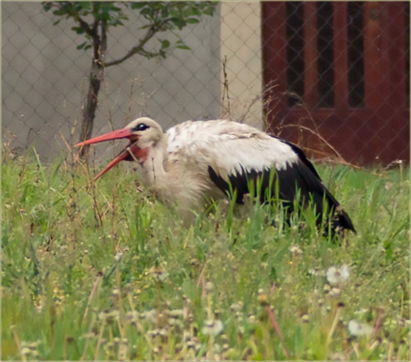 Svaki dân, imam gošću uBašću...