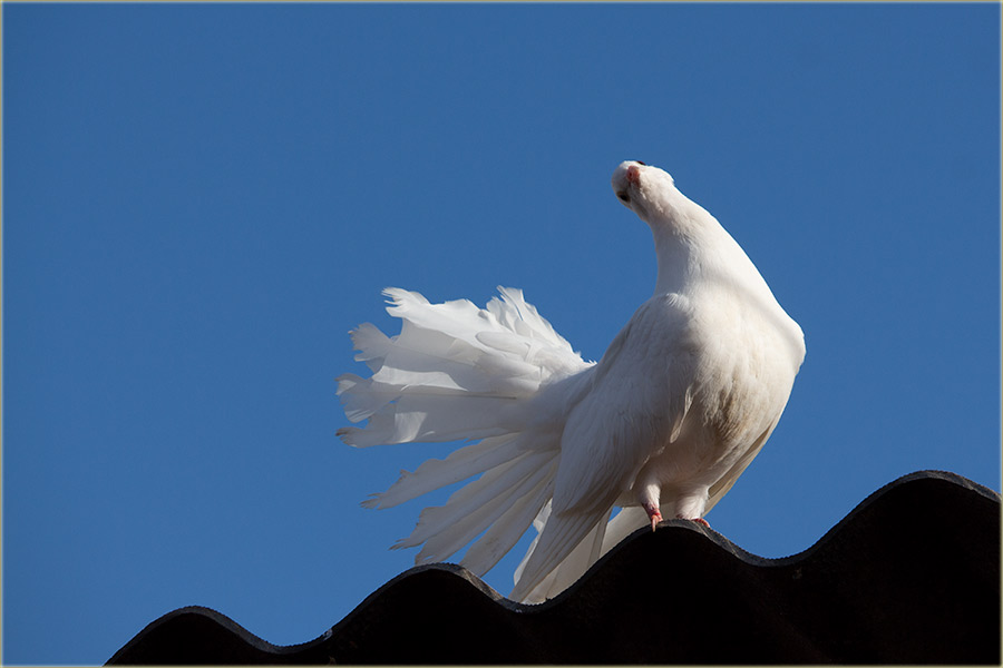 Slikaj mene, oćeš ?!?