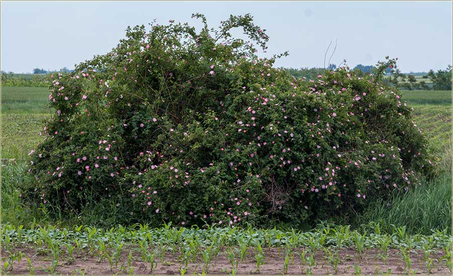 Juf, kako lepo cveta onaj džbun..., šta je to ?