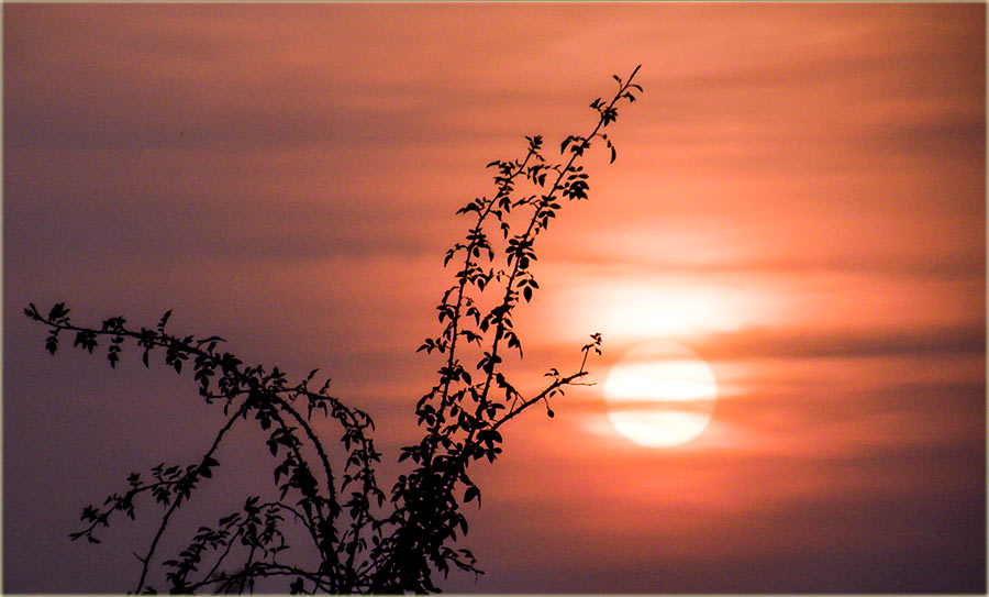 Koji čaj najVoliješ ?