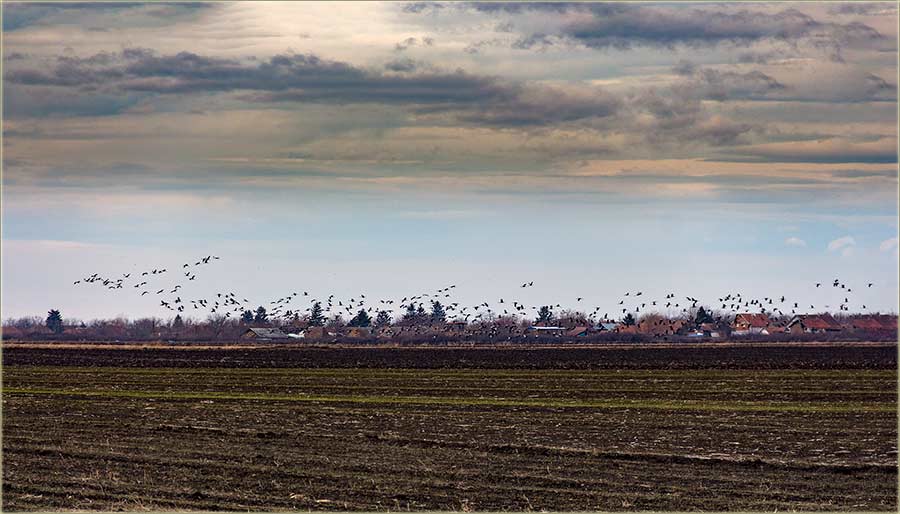 Vratili se ždralovi..., a guske letidu na jug ?!?