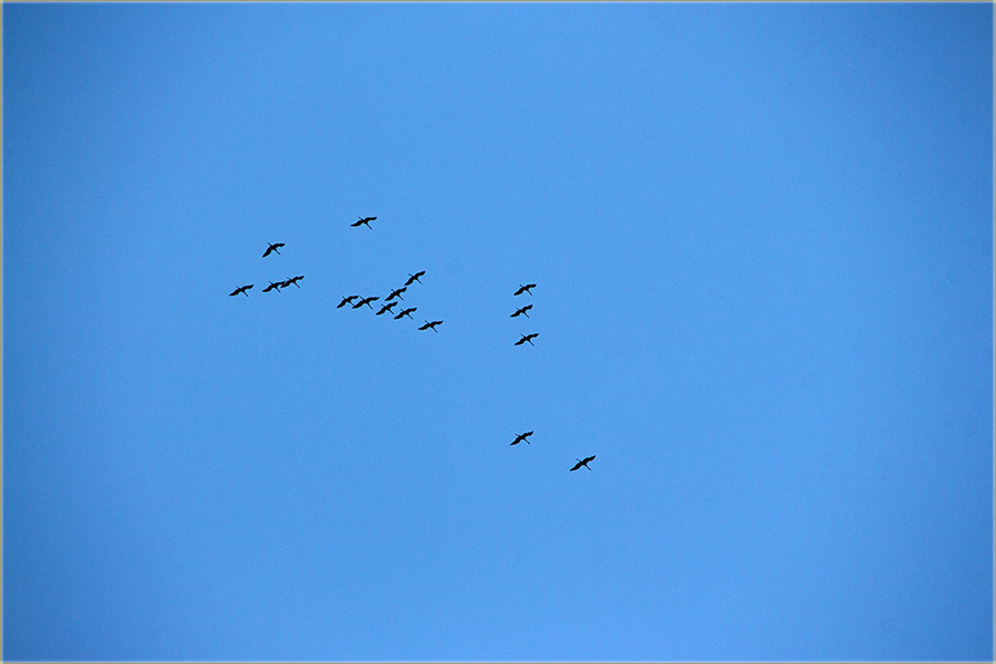 Sivi ždralovi..., jun mesec ?!?