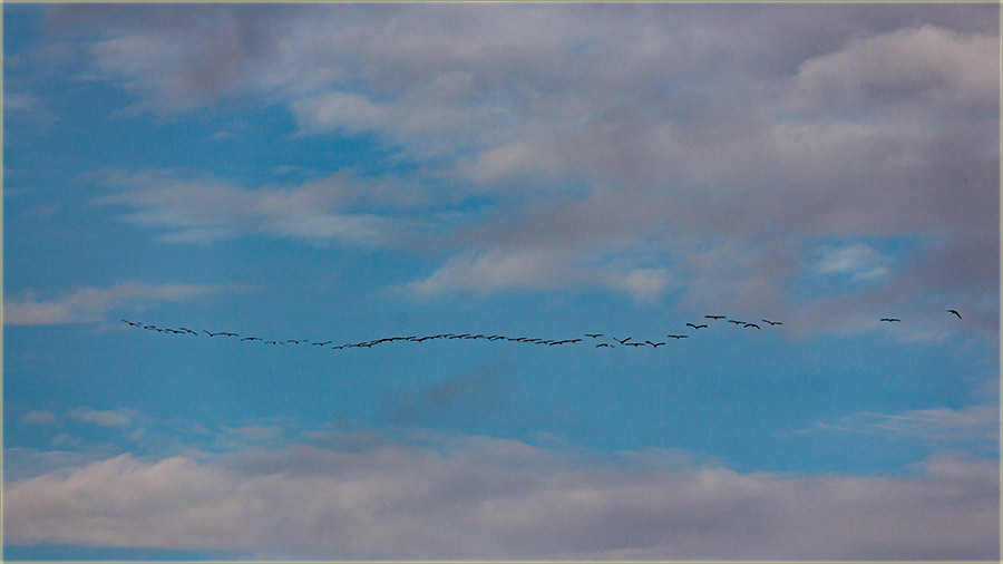Vratili su nam se sivi ždralovi !!!