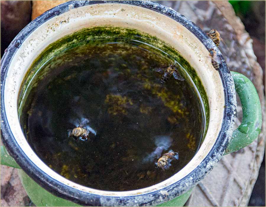 Spaste pčele iz vode, kadGuđ možete !!!
