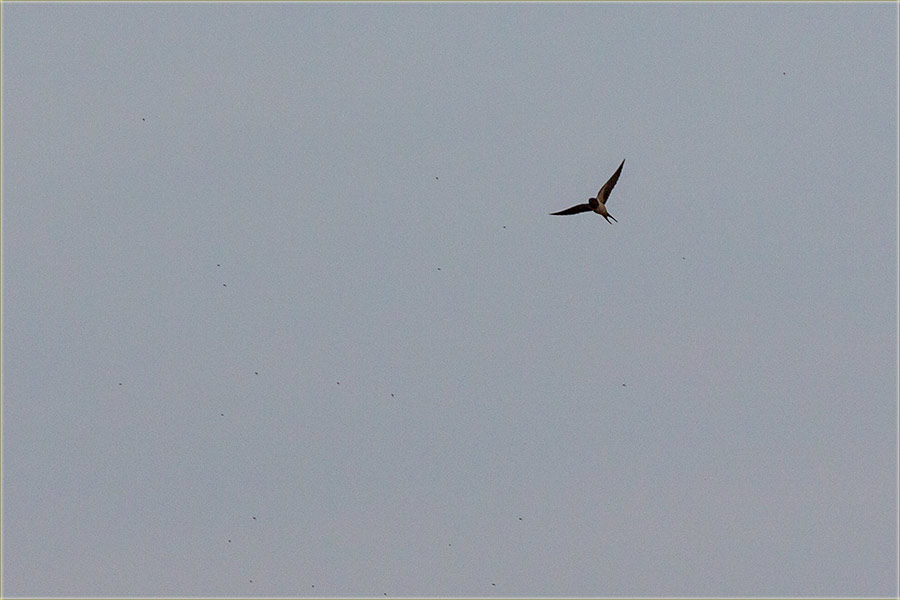 Stigle su nam lasteee !!!