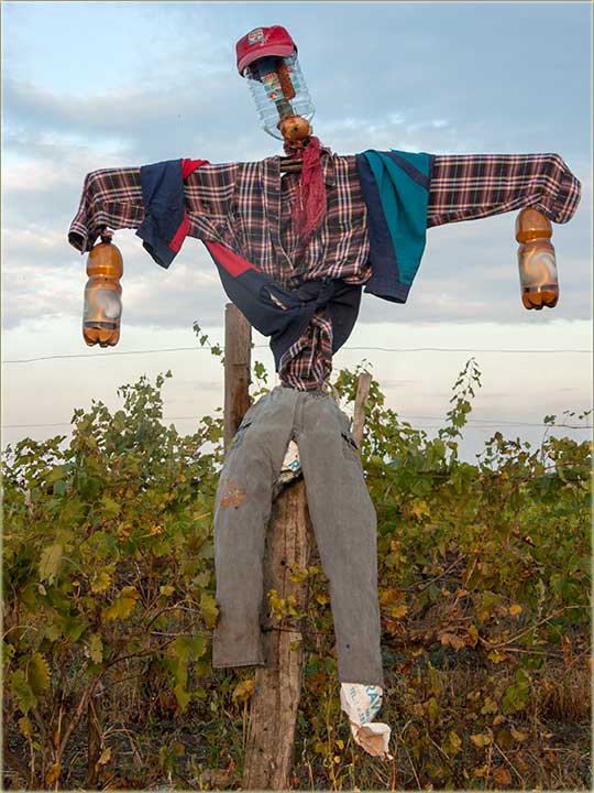 Koja je najčešća rikvizita za strašila za ptice ?