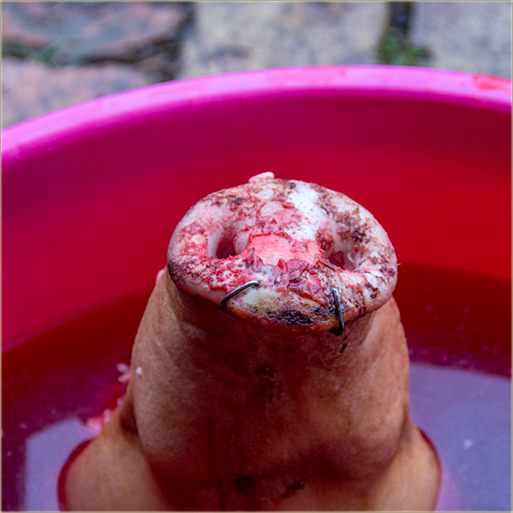 O svinjskim brnjicama...