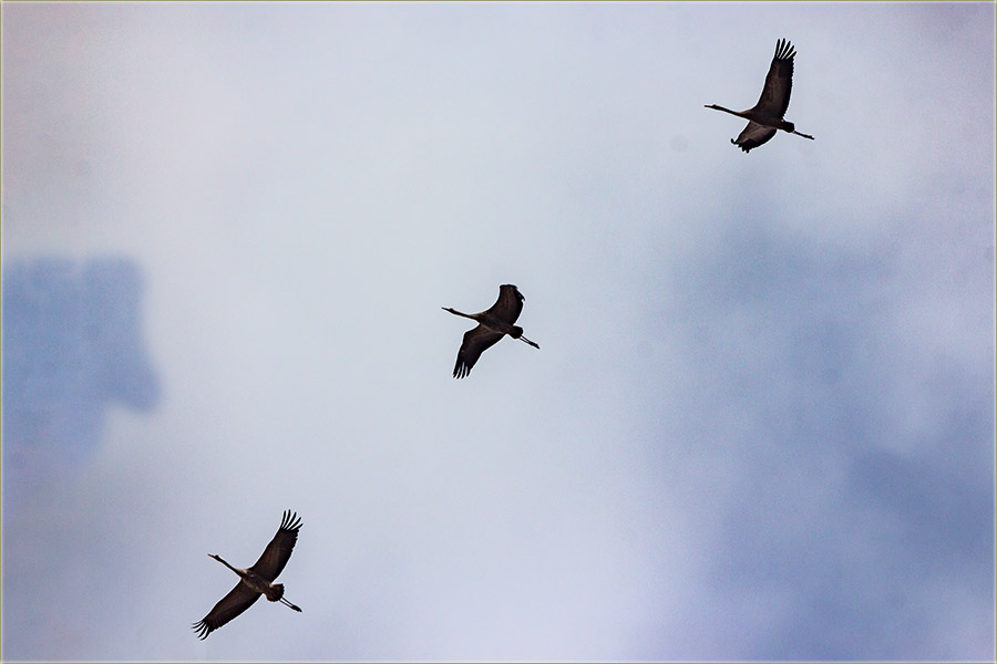 Sivi ždralovi, nad mojom avlijom !!!