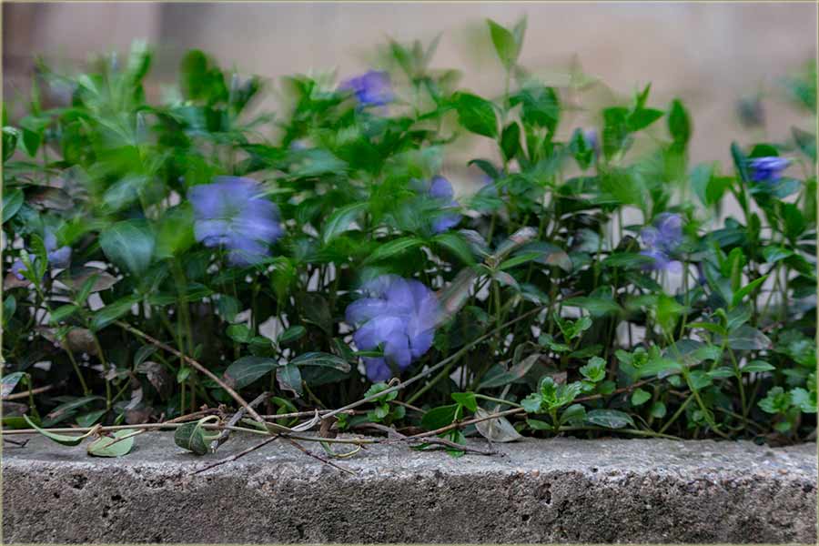 Jučeraske je zdravo, jâko duvo veter !!!