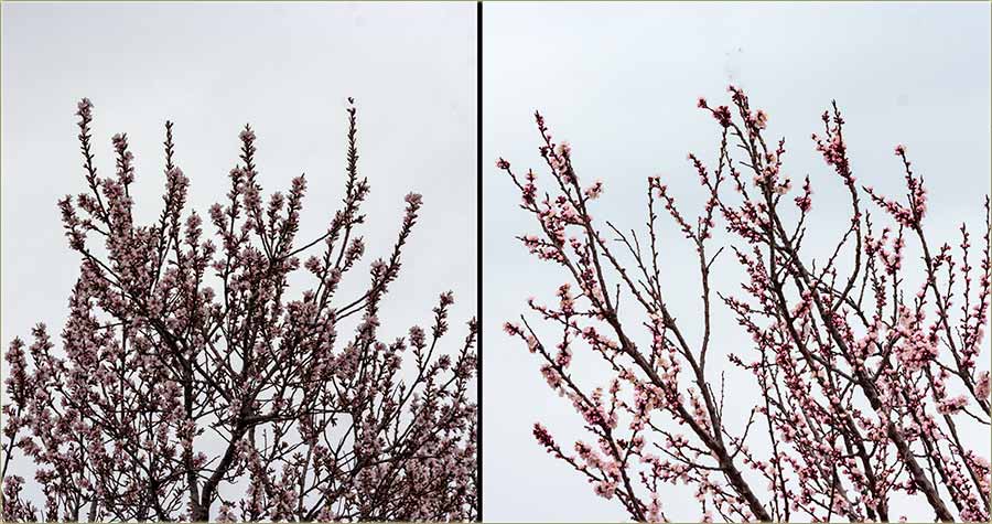 RazCvetalo nam se Miloševo !!!