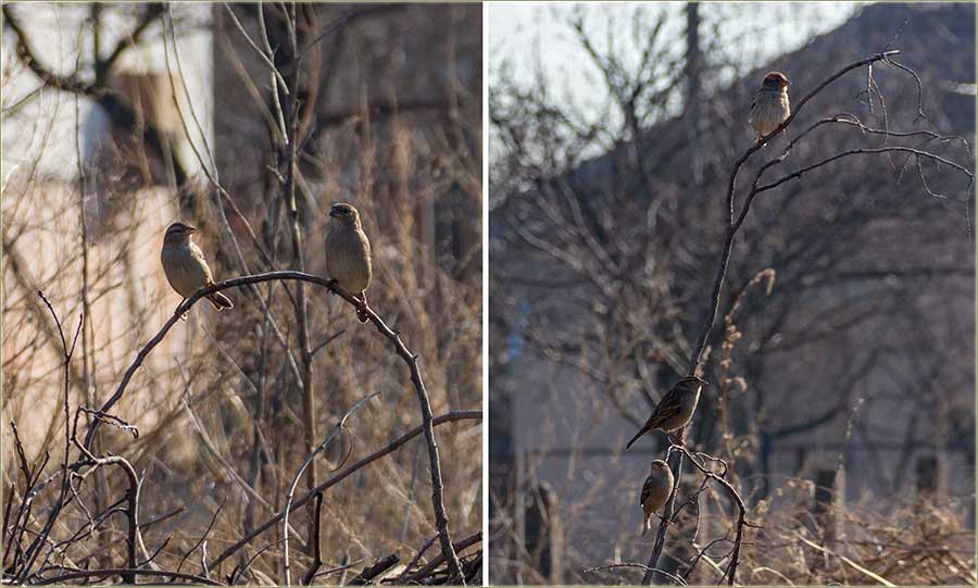 Volem..., kad vidim vrabce...