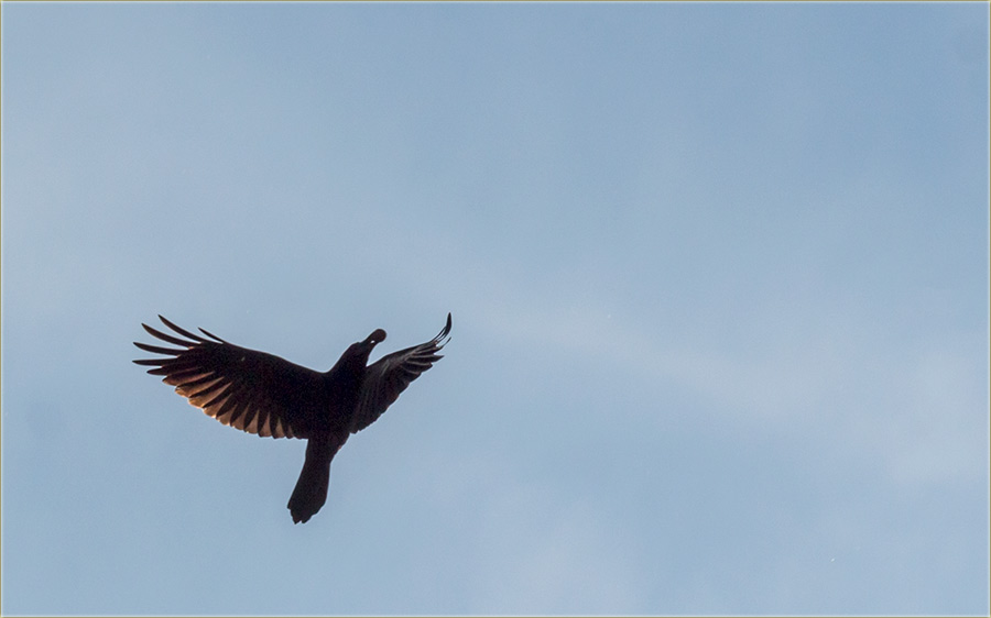 Zdravo, jâko, brezObrazna vrana..., lopuža !!!