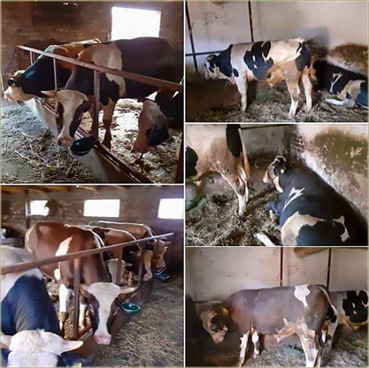 Bane Bućkalo, prodaje bikove ( ricitacija... ) !!!