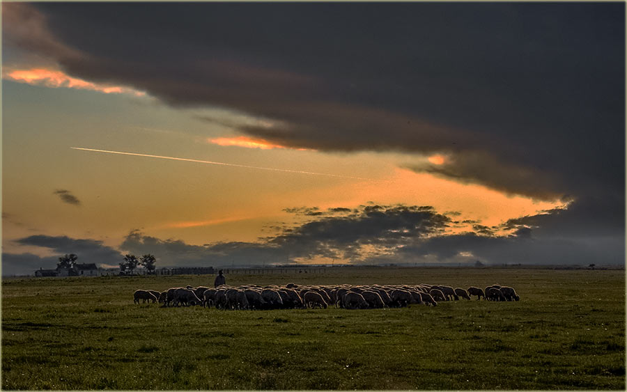 Jesil kade pokiso, do gole kože ?