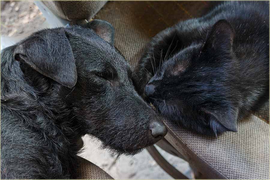 Crn Gruja i Švrć, često i spavadu zajedno !!!