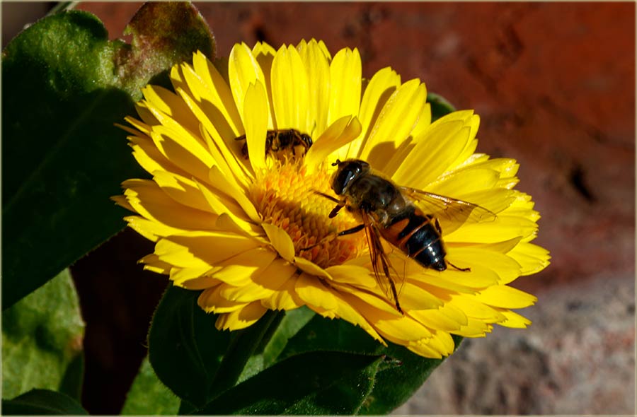 Cvet nevena..., dva insekta..., a november !!!