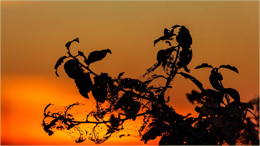 Dudovac je poBlesavijo, sad pridKraj leta !!!