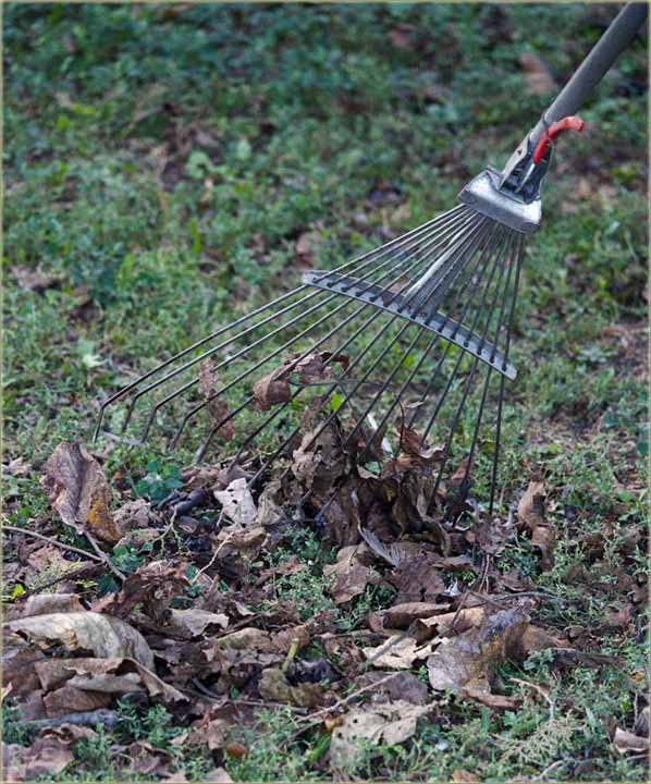 Čišćenje lišća..., naNovo !!!