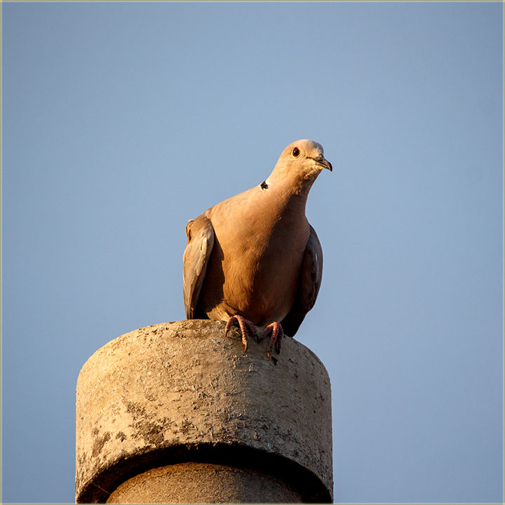 Podvig baba tašte !!!