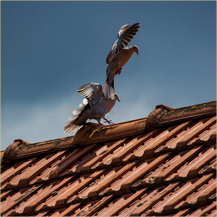 Kumrije se i dalje tučedu !?!