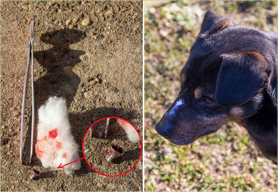 Upozorenje zločincu, nad životinjama !!!