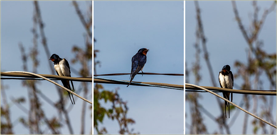 Lasta..., saPrêd i sasTrâg...