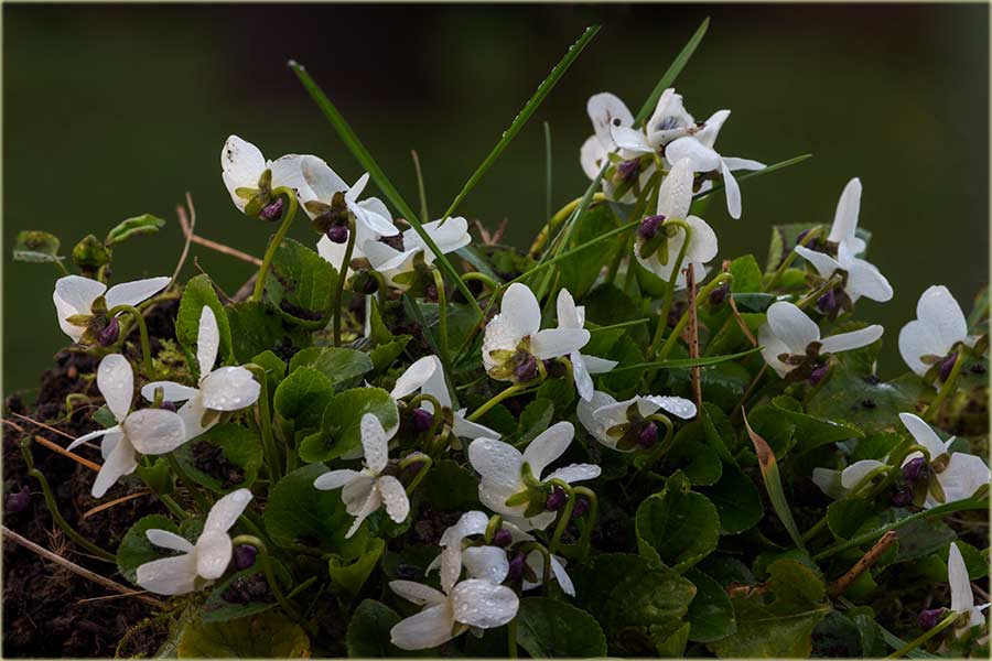 Ljubičice..., al bele..., a kodNâs Belićovi...