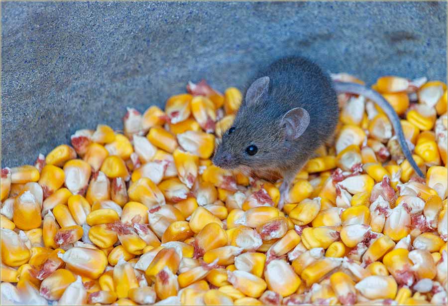 Kav miš u kukuruz !!!