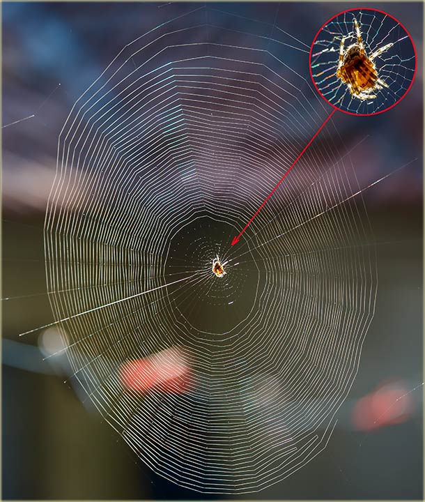 Mreža..., jednog, običnog, miloševačkog pavuka !!!