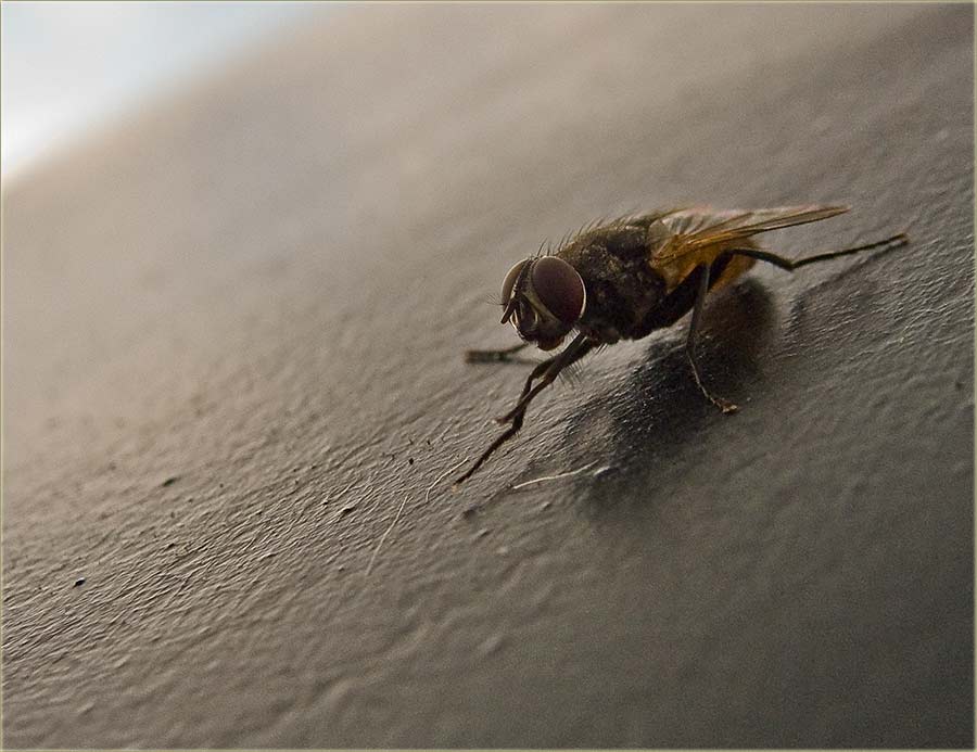 Pustijo sam muvu, u Novim Bečeju, nek se pati !!!