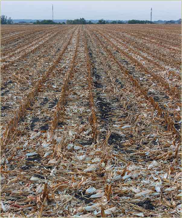 Nekad je berba kukuruza trajala i trajala...